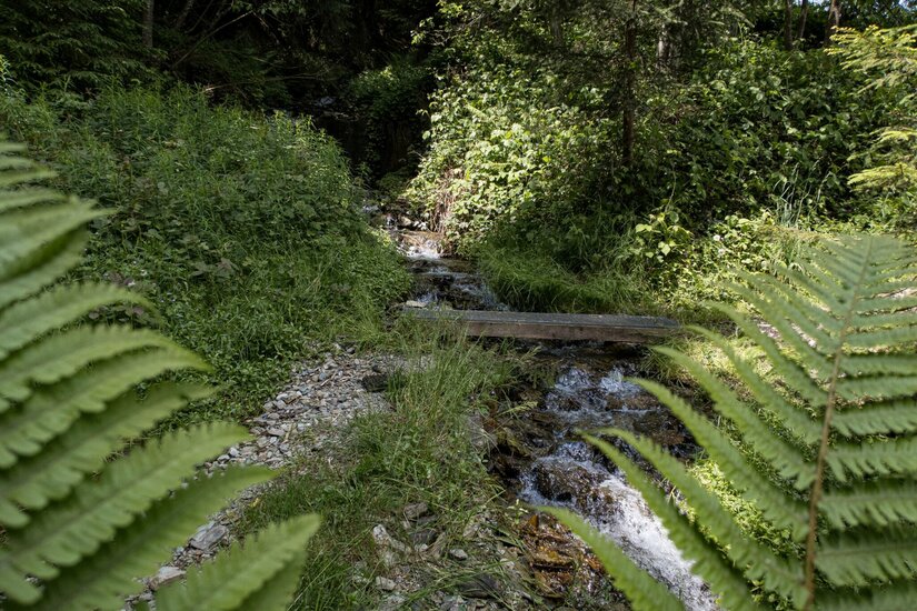 Ein kleiner Bachlauf im Wald mit einem Holzsteg, umrahmt von Farnen und grünem Gebüsch.