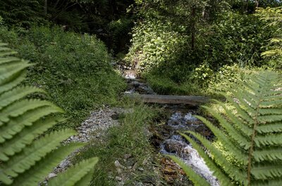 Bachlauf am Bauberg Walk Ein kleiner Bachlauf im Wald mit einem Holzsteg, umrahmt von Farnen und grünem Gebüsch.