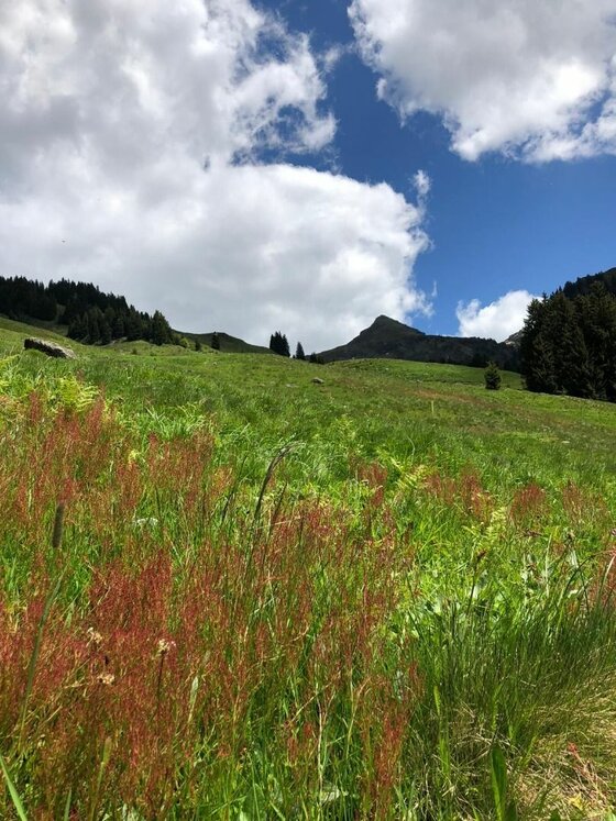 Wiese bei der Wildalm Grüne Bergwiese mit rötlichen Gräsern im Vordergrund unter bewölktem blauem Himmel.