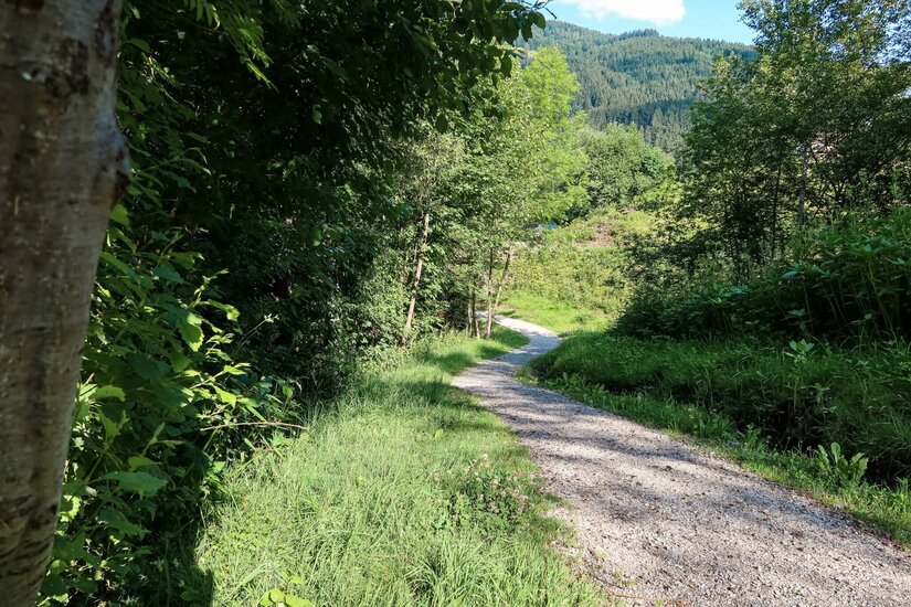 Wanderweg Perlberg Tour Ein geschwungener Schotterweg führt durch eine grüne Wald- und Wiesenlandschaft mit Bergen im Hintergrund.