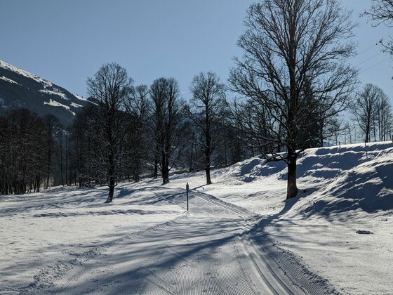 Präparierte Langlaufloipe im Schnee zwischen laublosen Bäumen unter blauem Himmel.