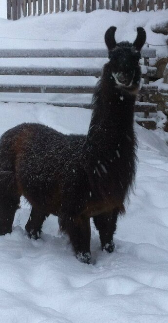Lama Trekking