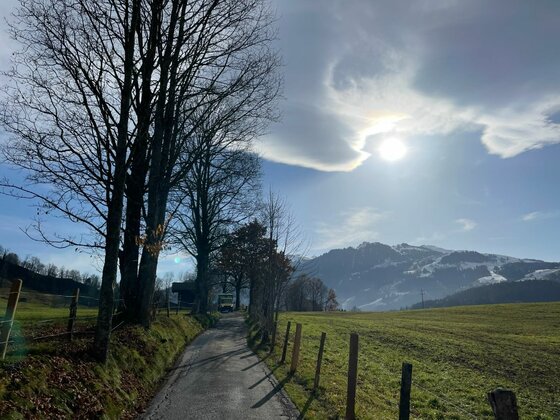 Ein asphaltierter Weg führt zwischen Bäumen und Weidezäunen auf verschneite Berge zu.