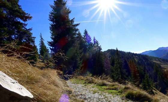Schmaler Wanderweg führt an Nadelbäumen vorbei unter strahlend blauem Himmel mit Sonneneinstrahlung.
