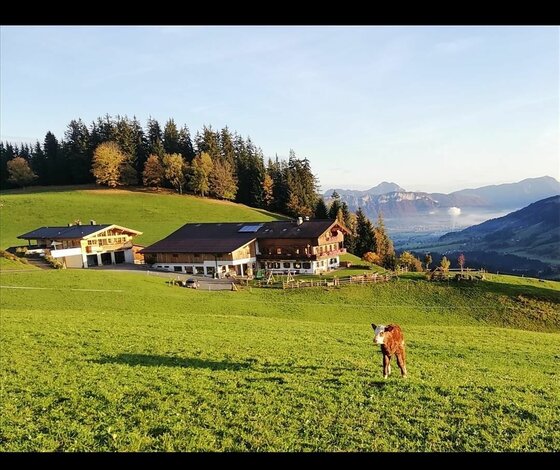 Zenzern Panorama Ein braun-weißes Kalb auf einer grünen Bergwiese vor einem traditionellen Bauernhof aus Holz.