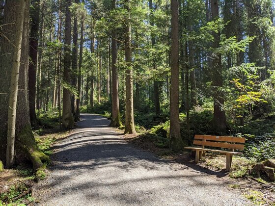 Ein breiter Schotterweg führt durch einen dichten Nadelwald, am Rand steht eine Holzbank.
