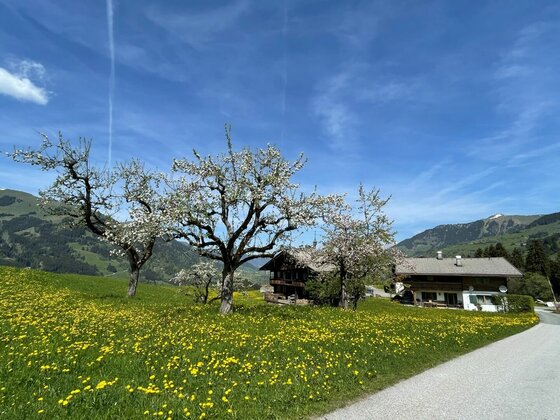 Blühende Obstbäume auf einer gelben Löwenzahnwiese vor zwei Holzhäusern und Bergen.