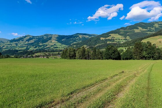 Grüne Wiese mit Fahrspur im Vordergrund und bewaldeten Bergen unter blauem Himmel im Hintergrund.