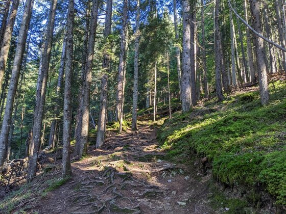 Schmaler Waldweg mit vielen Baumwurzeln in einem dichten Nadelwald am Hang.