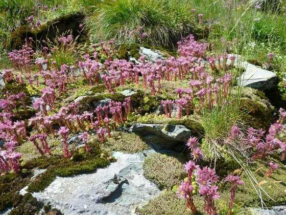 Alpen-Hauswurz am Kitzbüheler Horn Rosa Alpen-Hauswurz Pflanzen wachsen auf einem moosbedeckten Felsen im Alpenblumengarten.