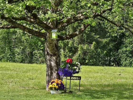 Ein großer Baum steht auf einer Wiese, daneben sind Blumen in bunten Töpfen angeordnet. Oben am Baum hängt ein kleiner Kasten.