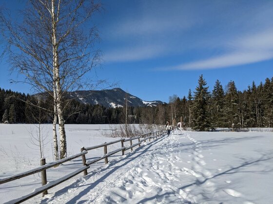 Verschneiter Wanderweg mit Holzzaun, Birken und Nadelwald vor einem Berg unter blauem Himmel.