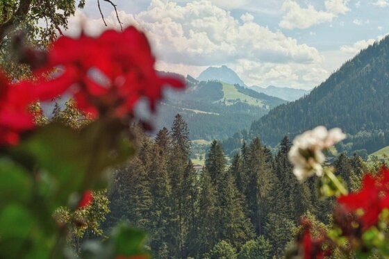 Blick durch rote Geranien auf bewaldete Berge und einen markanten Gipfel unter bewölktem Himmel.
