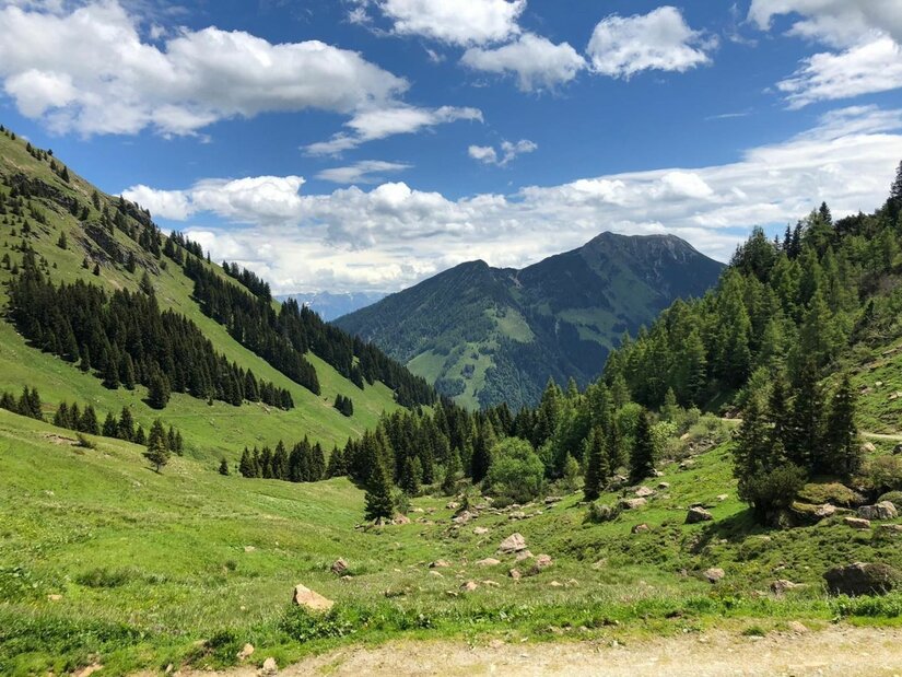 Grünes Alpental mit Nadelbäumen, Wiesen und Blick auf bewaldete Berggipfel unter blauem Wolkenhimmel.