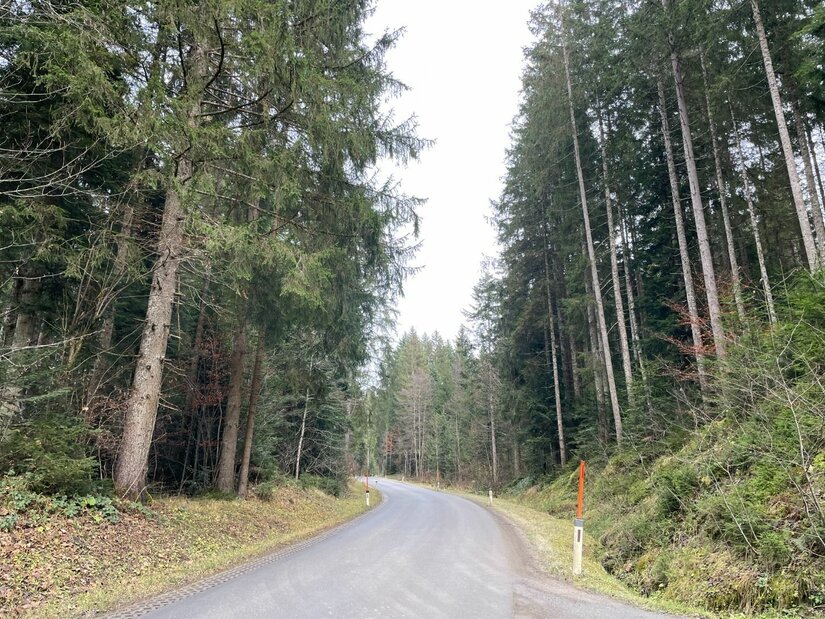 Asphaltierte Straße führt durch einen dichten Nadelwald.