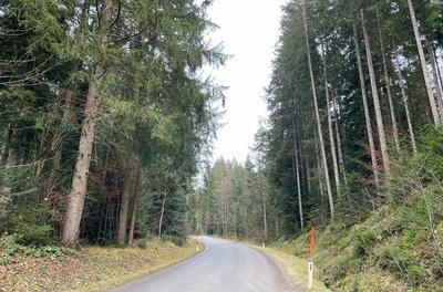 Asphaltierte Straße führt durch einen dichten Nadelwald.