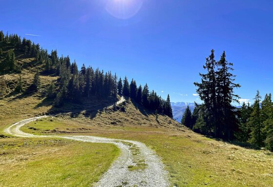 Ein geschwungener Schotterweg führt über eine Almwiese an einem Nadelwald vorbei unter blauem Himmel.
