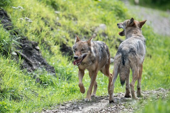 Zwei Wölfe auf einem Schotterweg vor einem grünen Grashang.