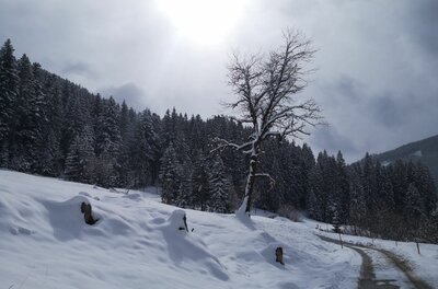 Winterlicher Römerweg Verschneiter Hang mit einem kahlen Baum neben einem Forstweg vor einem Nadelwald unter bewölktem Himmel.