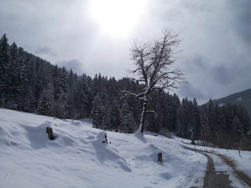 Verschneiter Hang mit einem kahlen Baum neben einem Forstweg vor einem Nadelwald unter bewölktem Himmel.
