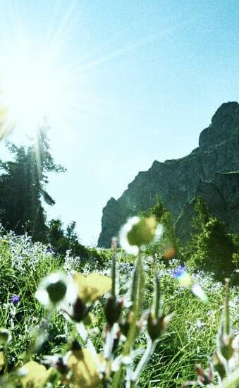 Gästehaus_Jochberg_Kitzbühel_Horn Blumen Sommer