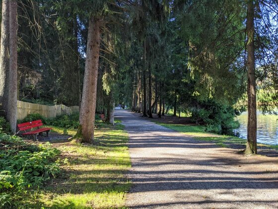 Waldweg am Seeufer Ein befestigter Waldweg mit einer roten Holzbank neben hohen Nadelbäumen an einem Seeufer.