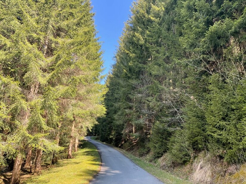 Asphaltierter Weg führt durch einen dichten Nadelwald unter blauem Himmel.