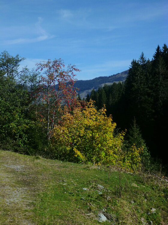 Blick auf herbstlich gefärbte Laubbäume und Nadelwald vor einer Bergkulisse unter blauem Himmel.