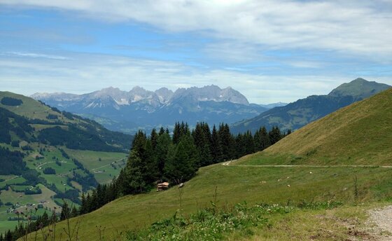 Blick über grüne Almwiesen auf eine bewaldete Bergflanke und ein entferntes Felsmassiv unter bewölktem Himmel.