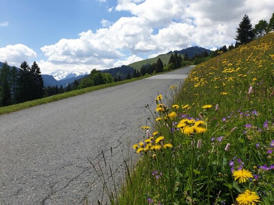 Asphaltierter Bergweg mit gelben Blumen am Rand und Blick auf bewaldete Berge unter bewölktem Himmel.