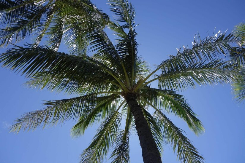 Palme vor blauem Himmel Blick von unten in die Krone einer Palme vor blauem Himmel.