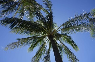Blick von unten in die Krone einer Palme vor blauem Himmel.