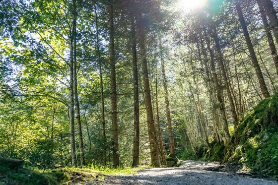 Ein geschotterter Waldweg führt durch einen dichten Nadelwald mit einfallendem Sonnenlicht.