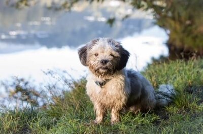 Kleiner, langhaariger Hund sitzt auf einer grünen Wiese vor einem unscharfen Hintergrund.