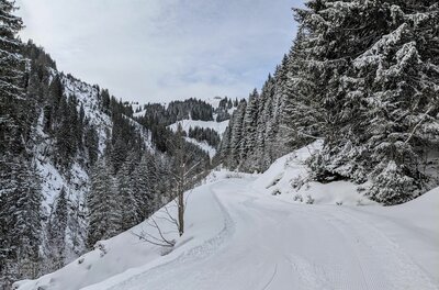 Präparierte Rodelbahn im verschneiten Nadelwald mit Blick auf bewaldete Berghänge.
