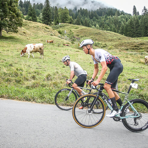 Zwei Rennradfahrer fahren auf der Straße zum Kitzbüheler Horn, Europas härtestem Rennrad-Anstieg, umgeben von Kühen und bewaldeten Hügeln.