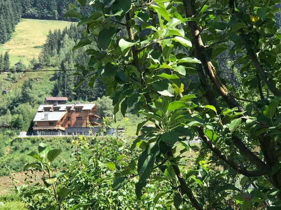 Das Kitz Jochberg Blick durch grüne Blätter auf ein großes Holzgebäude in alpiner Hanglage.