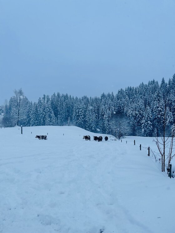 Kuhlinarik Winter Eine verschneite Landschaft mit Bäumen im Hintergrund. Einige Tiere sind in der Ferne zu sehen.
