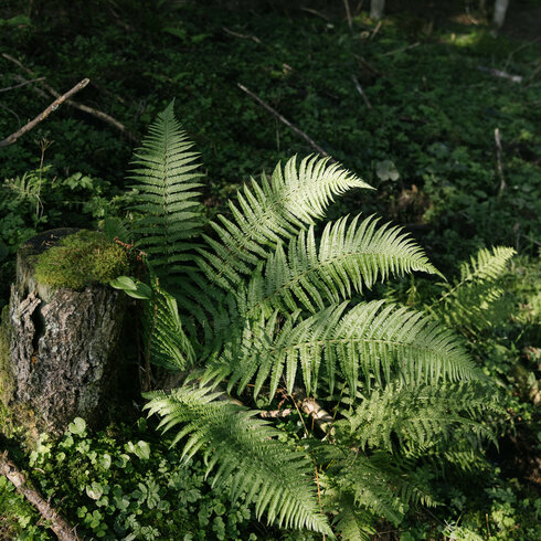 Ein Baumstumpf, bedeckt mit Moos, umgeben von üppigem Grün und Farnen, die im Sonnenlicht leuchten.