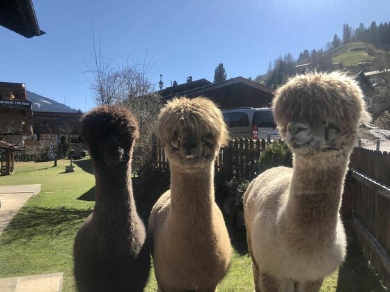 Drei Alpakas in verschiedenen Brauntönen stehen nebeneinander auf einer Wiese vor einem Holzhaus.