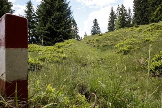 Rot-weiß markierter Pfosten an einem grasbewachsenen Wanderweg im Wald.