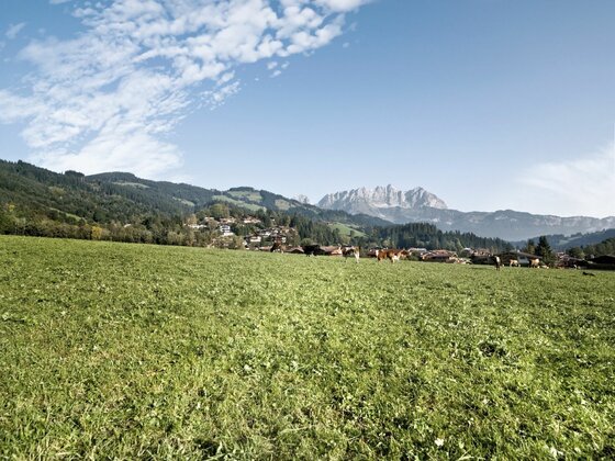 Kaiserblickweg bei Reith Grüne Wiese im Vordergrund mit Blick auf eine Siedlung und das Gebirgsmassiv des Wilden Kaisers unter blauem Himmel.