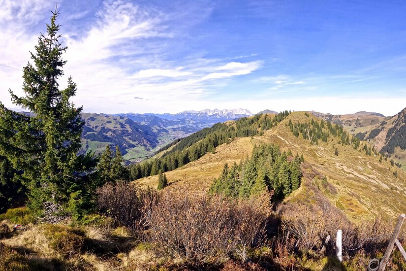 Aussicht von der Schotting-Runde Blick von einem bewaldeten Bergrücken auf ein weites Tal und entfernte Alpengipfel unter blauem Himmel.