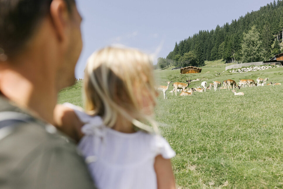 Ein Erwachsener hält ein Kind im Wildpark Aurach bei Kitzbühel, während sie eine Wiese mit vielen Rehen im Hintergrund betrachten.