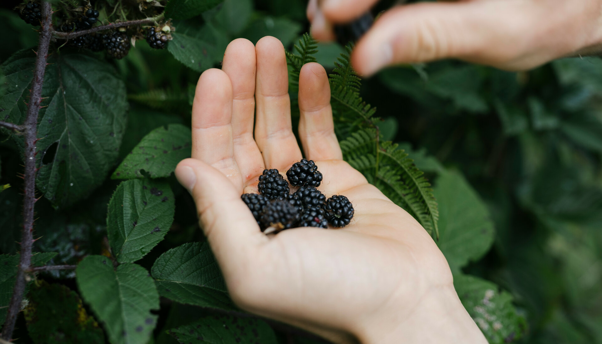 Eine Hand hält frische, saftige Brombeeren, umgeben von üppigem, grünem Laub in einer natürlichen Umgebung.