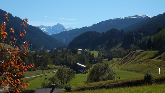 Blick über grüne Wiesen und bewaldete Hänge auf schneebedeckte Berggipfel unter blauem Himmel.
