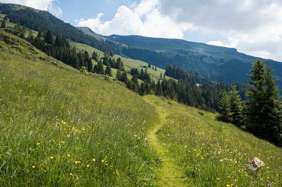 Wanderweg auf der Wildalmschleife Schmaler Grasweg führt über eine steile Bergwiese mit Nadelbäumen im Hintergrund unter bewölktem Himmel.