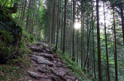Ein steiniger Wanderweg führt steil bergauf durch einen dichten Nadelwald bei Gegenlicht.