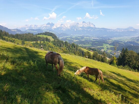 Pferde am Alten Seidlalmweg Zwei braune Pferde grasen auf einer steilen grünen Almwiese vor einem Gebirgspanorama unter blauem Himmel.