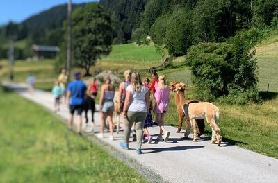 Alpaka Eine Gruppe von Menschen geht einen Weg entlang, begleitet von Lamas. Die Umgebung ist grün mit sanften Hügeln im Hintergrund.
